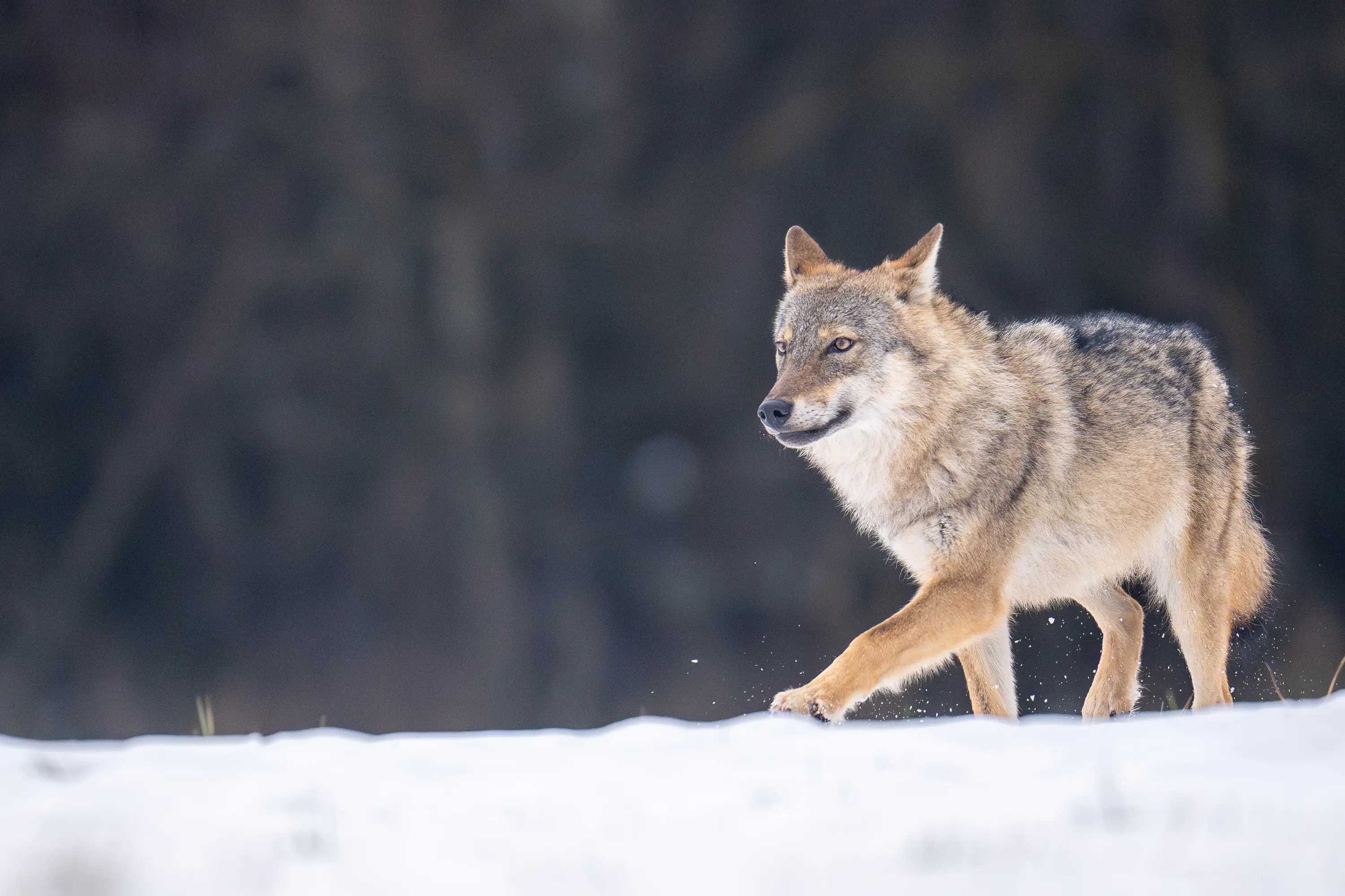 Warmia Elite Wildlife Photography gallery image 12